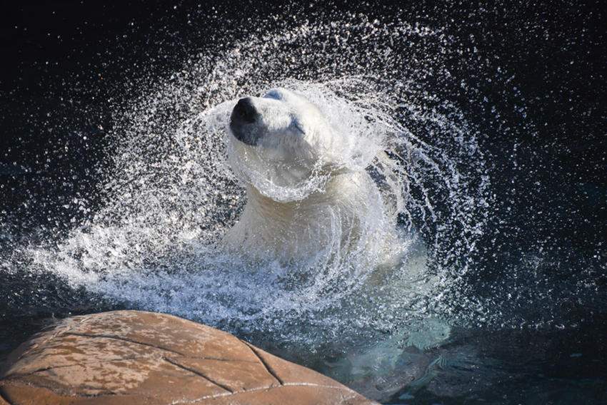 a polar bear shaking water off its head at the oregon zoo