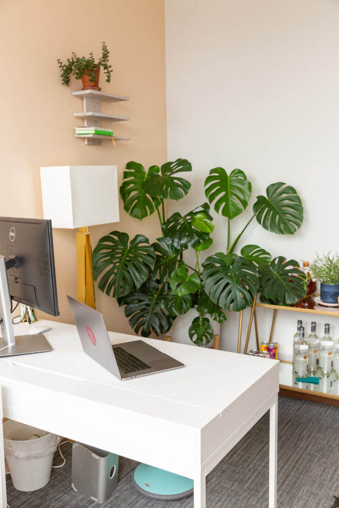 A large monstera plant in the corner of a room behind a white desk with a laptop and monitor