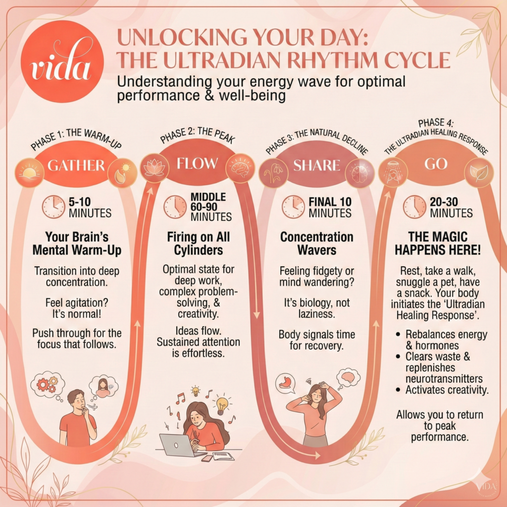 An infographic for the Ultradian Rhythm